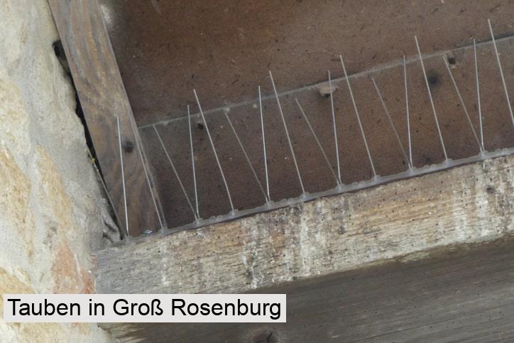 Tauben in Groß Rosenburg